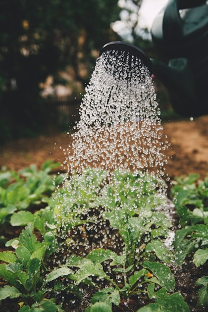 Essential Tips for Sprinkler System Repair